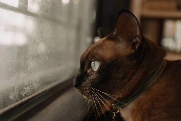 Γάτα χαλαρώστε και κοιτάζοντας έξω από το παράθυρο. — Φωτογραφία Αρχείου