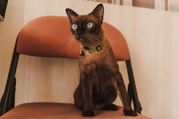 Black brown cat sit on the chair in the house. — Stock Photo, Image