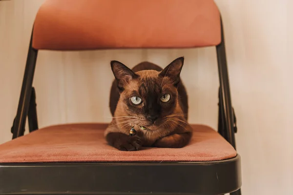 Μαύρη καφέ γάτα κάθεται στην καρέκλα στο σπίτι. — Φωτογραφία Αρχείου