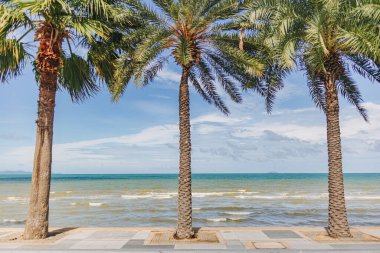 Sahildeki palmiye ağaçları ve yürüyüş yolu..
