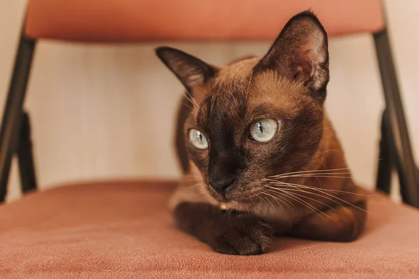 Zwarte bruine kat zit op de stoel in het huis. — Stockfoto