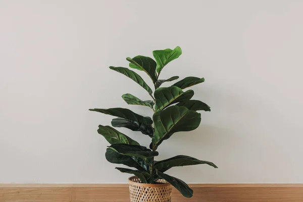 Casa Fiddle Fig planta no fundo da parede branca. — Fotografia de Stock