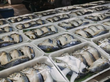 Geniş ve renkli bir taze balık dizilimi, yerel pazarda düzenli tepsilerde ustalıkla paketlenmiş.