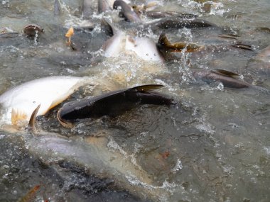 Canlı ve dinamik bir sahne yayın balığının beslenme sırasında enerjik bir şekilde suda çırpınışını gösteriyor.
