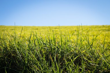 Yeşil mavi gökyüzü tepeden 