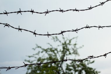 Dikenli teller ağacı önünde