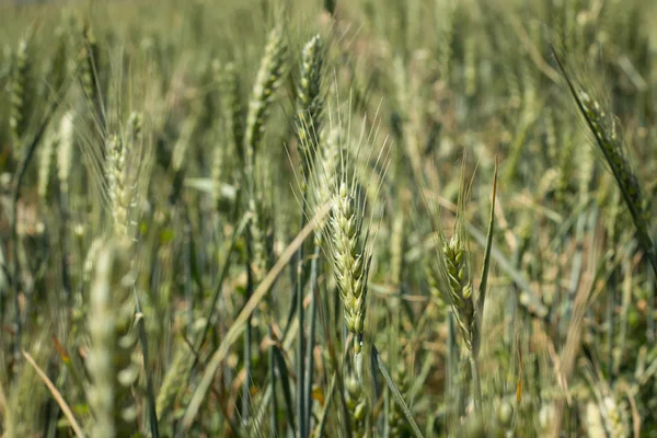 Buğday alan kırpma — Stok fotoğraf