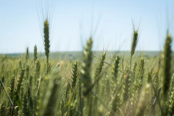 Buğday açık mavi gökyüzü karşı — Stok fotoğraf