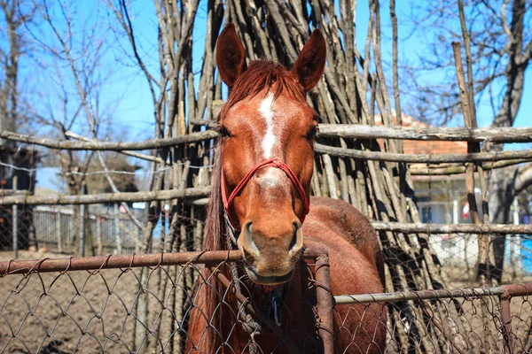 Retrato de un caballo en el campo — Foto de Stock