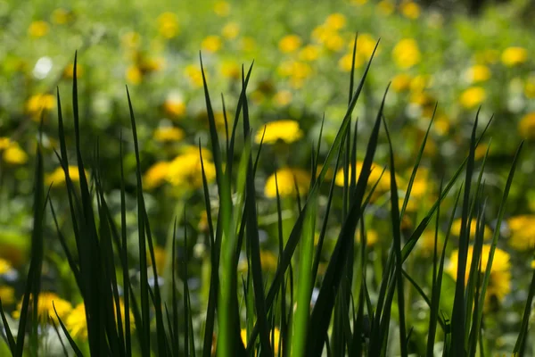 Трава на лузі кульбаби — стокове фото