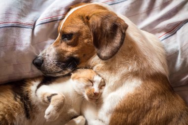 Köpek ve kedi yatağa kucaklamak