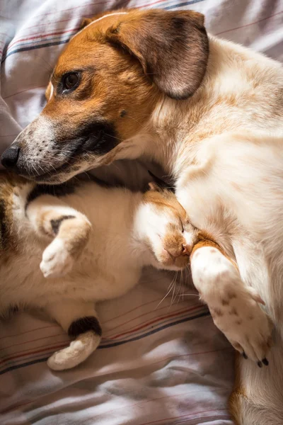 Собака и кошка обнимаются на кровати — стоковое фото