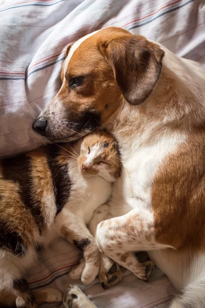 Pies i kot przytulić na łóżku — Zdjęcie stockowe