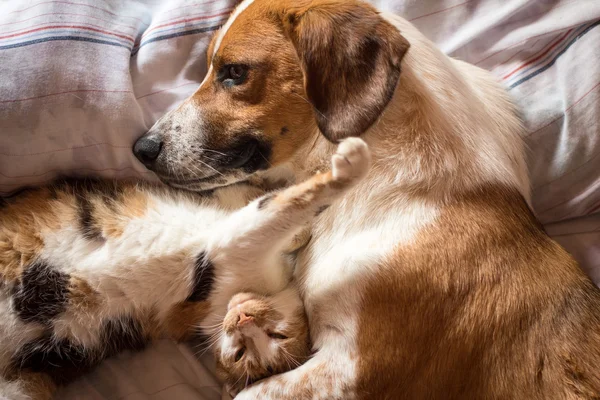 Собака і кішка на ліжку — стокове фото