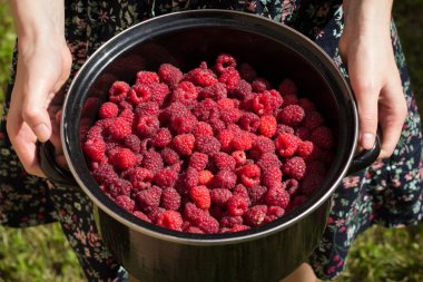 Eller tarafından düzenlenen ahududu kase