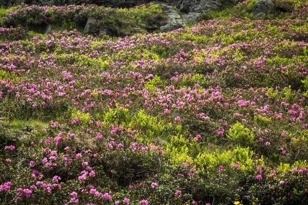 Rhododendron flowers — Stock Photo, Image