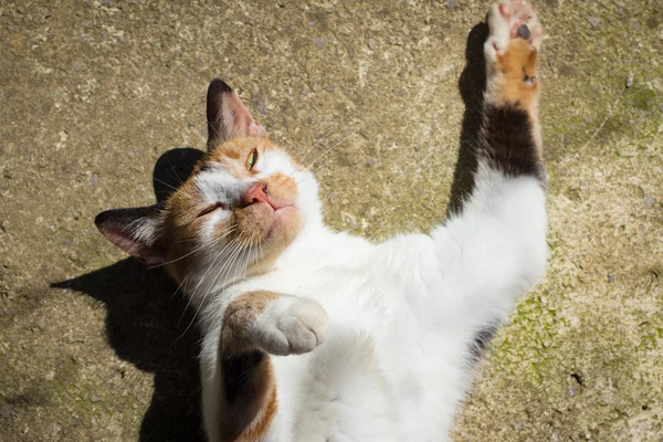 Cat streches in the sun — Stock Photo, Image