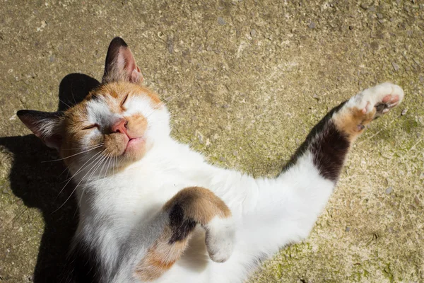 Cat streches in the sun — Stock Photo, Image