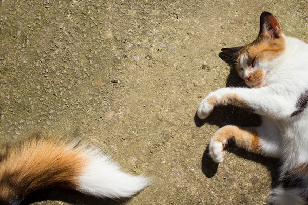 Estrelas de gato no sol — Fotografia de Stock