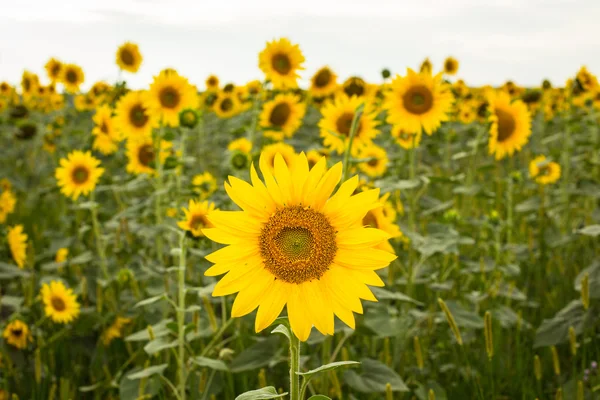 Campo de girassóis em flor — Fotografia de Stock