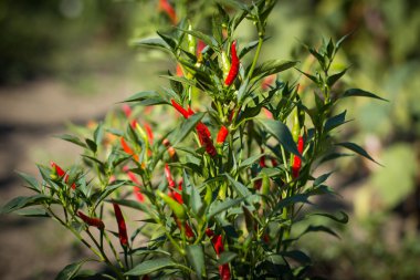 Baharatlı biber dalı