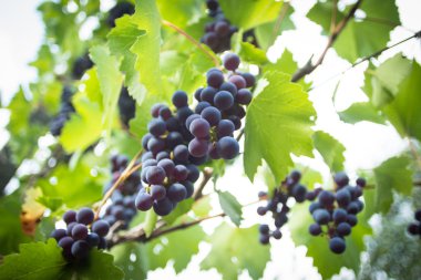 Bir daldan asılı kırmızı olgun üzüm