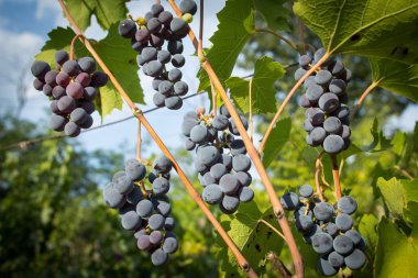Bir daldan asılı kırmızı olgun üzüm