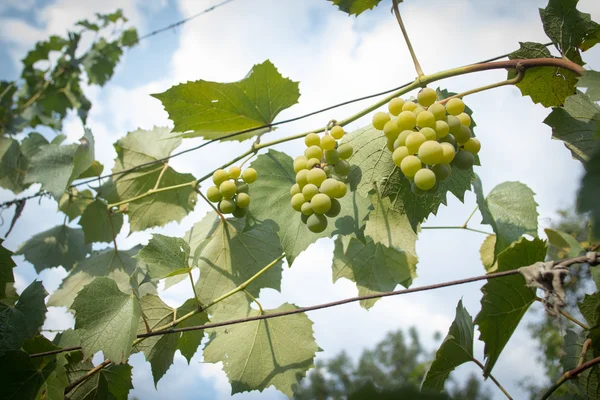 Weiße reife Trauben hängen an einem Zweig — Stockfoto