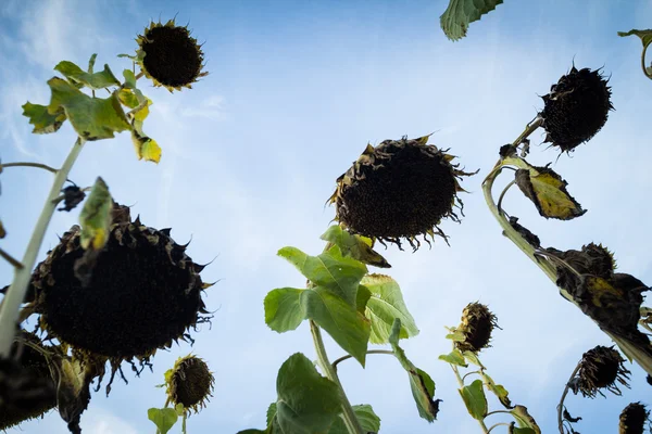 Rijp zonnebloemen — Stockfoto