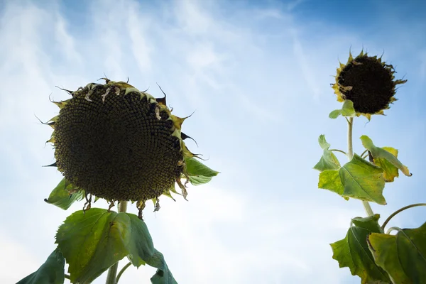 Rijp zonnebloemen — Stockfoto
