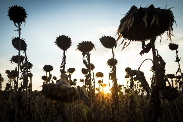 Rijp zonnebloemen — Stockfoto