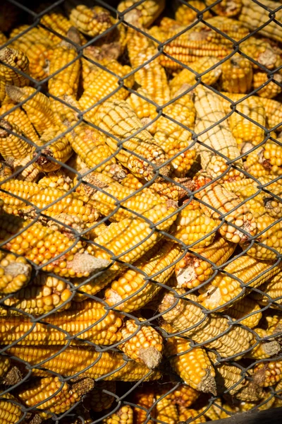 Зернохранилище с кукурузными початками — стоковое фото