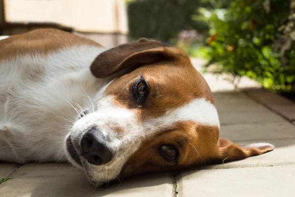 Slaperige hond neemt een rust — Stockfoto