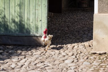 Avluya dışında bir tepe horoz alır
