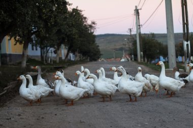 Kaz sürüsü çapraz yol