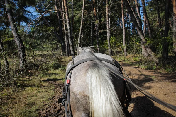 Caballo tira de un carro a través de un bosque — Foto de Stock