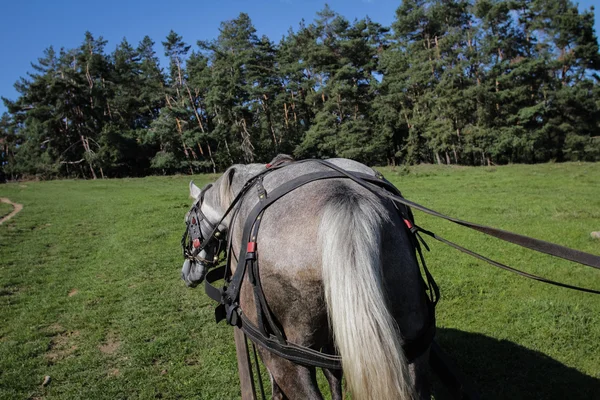 Caballo tira de un carro en el campo verde — Foto de Stock