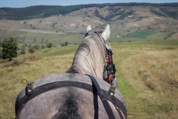 Paard trekt een kar op groen veld — Stockfoto