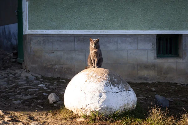 Twarde patrząc kot siedzi na skale — Zdjęcie stockowe