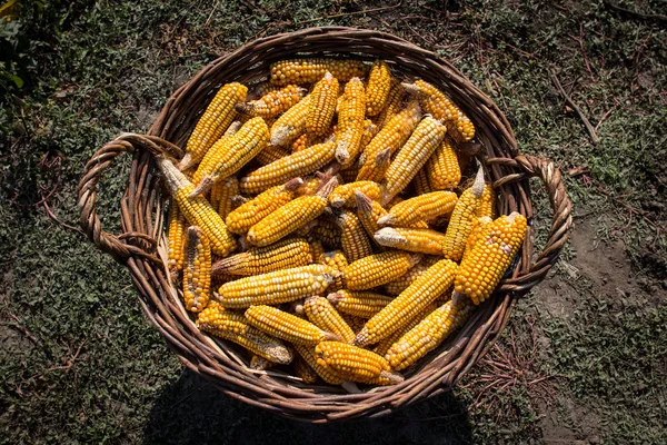 Keranjang penuh dengan jagung tongkol — Stok Foto