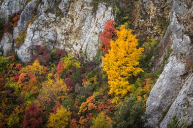 Sonbahar ağaçların üzerinden kayalık uçurum