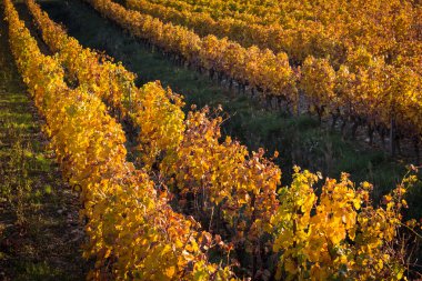 Sonbaharda üzüm bağları