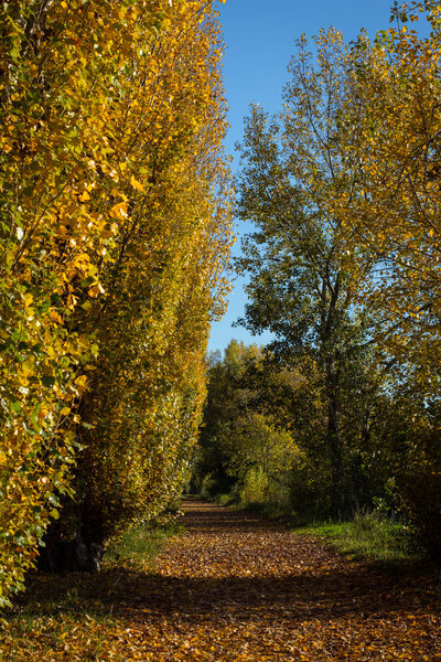 Парк Аллея осенью