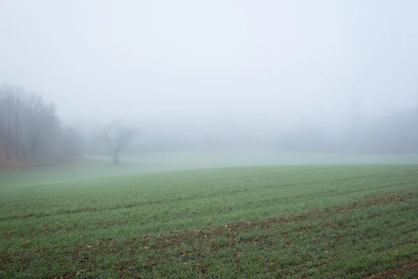 Landwirtschaft Feld im Nebel — Stockfoto