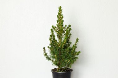 Small pinetree in a pot clipart