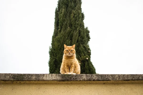 Gato rabugento guardando — Fotografia de Stock