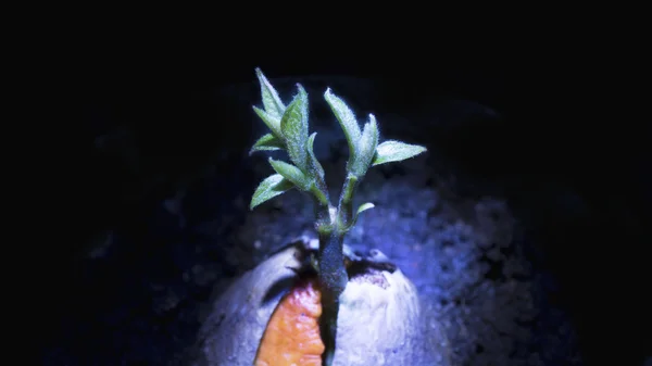 月明かりの下、選択と集中で地面に緑の豆から芽 — ストック写真