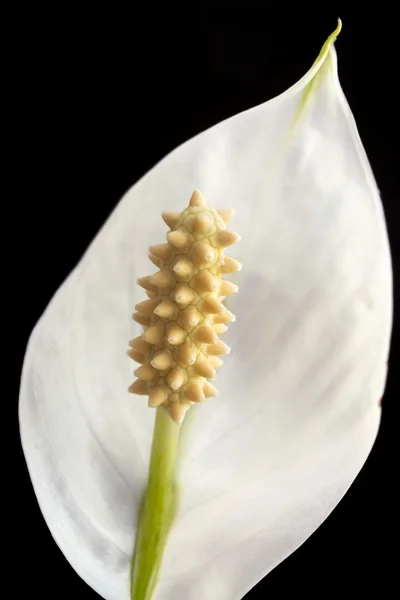 Λευκό Calla κρίνοι με κίτρινο στήμονες σε μαύρο, επιλεκτική εστίαση — Φωτογραφία Αρχείου