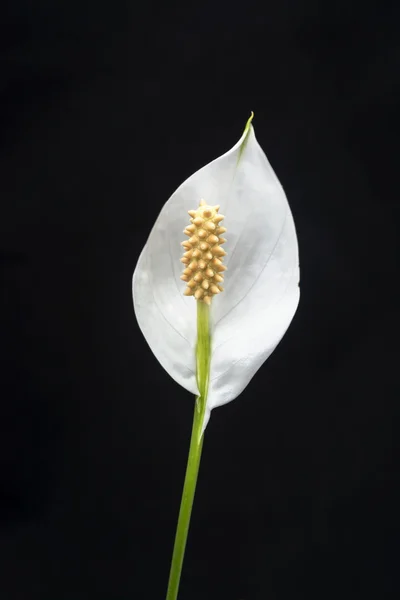 Blanco Calla lirios con estambre amarillo en negro, enfoque selectivo —  Fotos de Stock