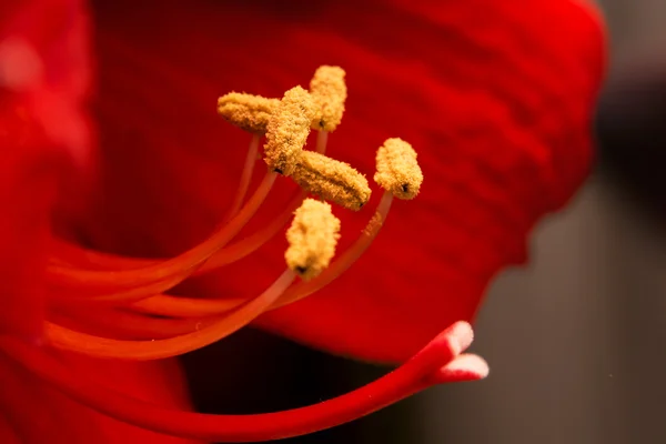 Kırmızı lily ile sarı stamens, yakın, seçici odak.